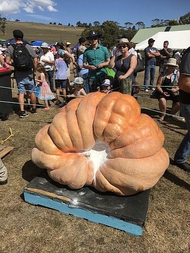 giant pumpkin